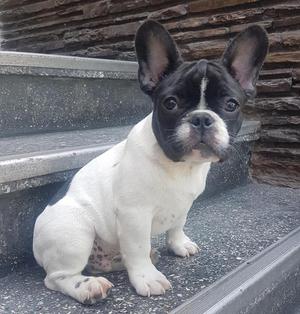 Bulldog Frances Linea Europea