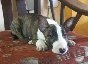 Cachorros Bull Terriers