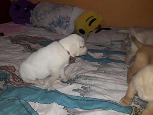 Cachorros Labradores Retrier