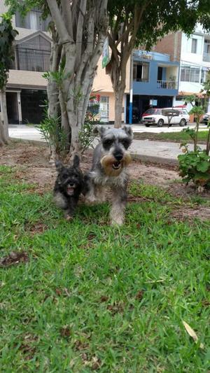 Cachorros Schnauzer