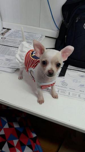 Chihuahua Pocket