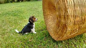 Cschorros Beagles