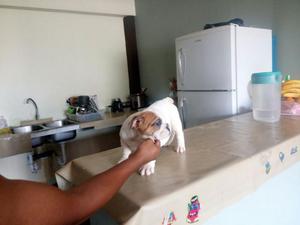 Fino Cachorro Bulldog Inglés Macho