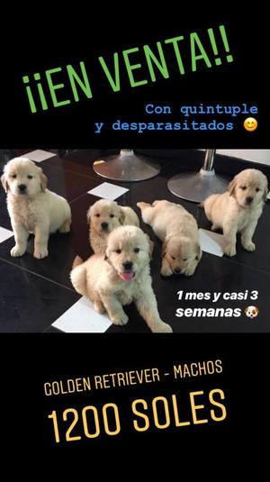 Golden Retrievers - 5 Cachorros