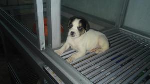 Hermoso Jack Russell Tricolor Macho
