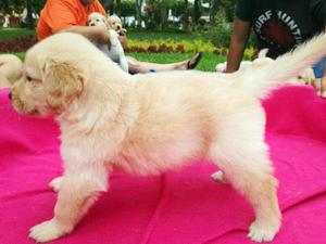 Hermosos Cachorros Golden Retriever