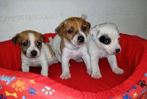 Jack Russell Terrier