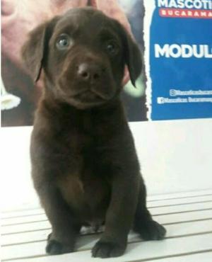 Labrador Chocolate