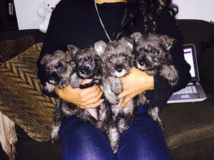 Lindos cachorros schnauzer toy