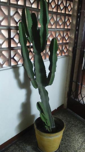 Ocasion Vendo Cactus Grande