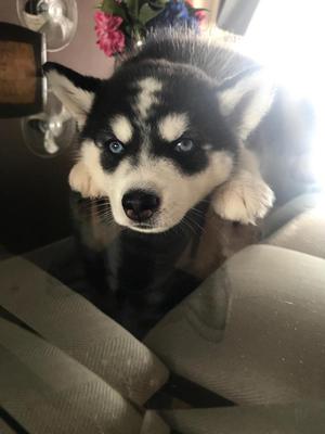 PERRITA HUSKY DOS MESES CON VACUNA Y ANTIPULGAS Y