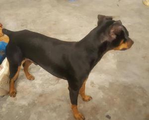 Perrito Doberman Pinscher