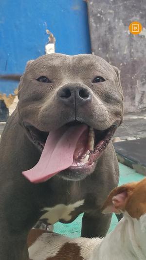 Pitbull Bully Macho para Cruze