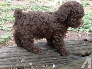 Poodle Chocolate