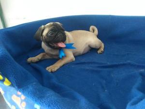 Pug Carlino de 4 Meses