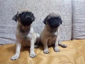 Pug Carliños