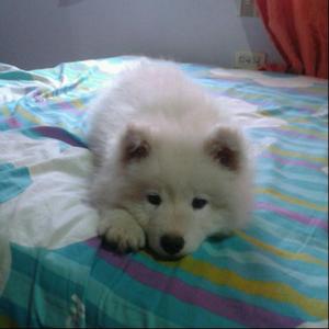 Samoyedos