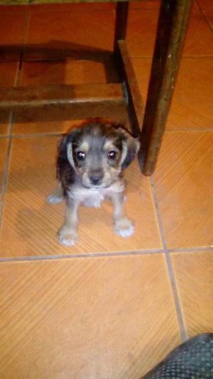 Se Pone en Adopcion Cachorro