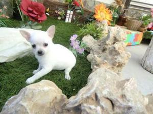 Se Vende Mi Hermoso Cachorro Chihuahua