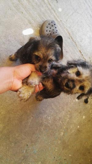 Vendo Cachorritos