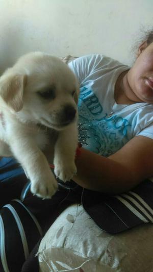 Vendo Cachorro Raza Cocker con Labrador