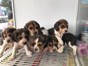 Vendo Cachorros Beagle Machos Y Hembras