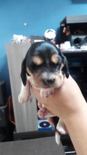 Vendo Hermosos Cachorros¡!