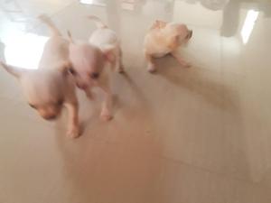 Vendo Perros Chihuahas