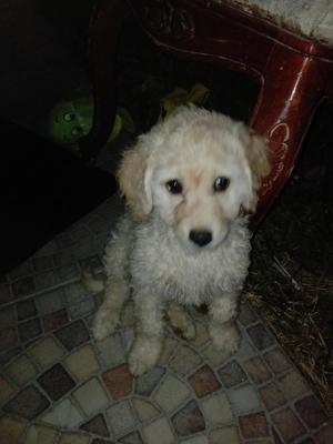 Vendo pudler