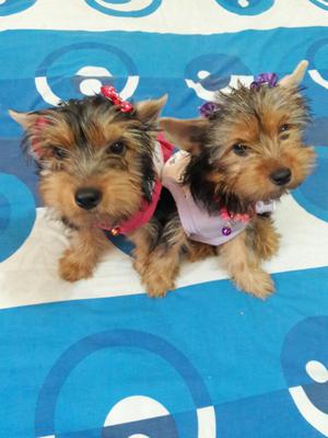 Yorkshire Terrier Cachorras 3 Meses