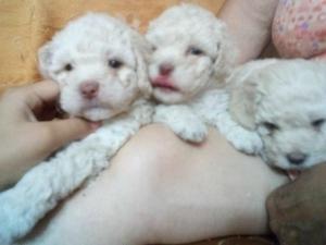 CACHORROS POODLE