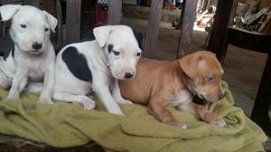 Venta de Cachorros Pitbull Rednose