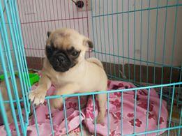 venta de pug full pedigri