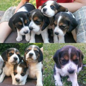 BEAGLE LINDOS CACHORROS HENBRAS Y MACHOS