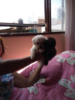 Bellos poodle minitoy vea y compare padres presentes