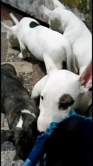 Bull Terrier Machos Y Hembras