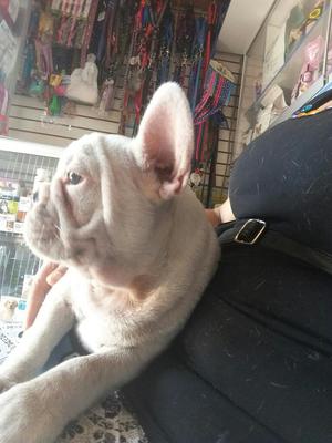 Bulldog Frances Cachorro