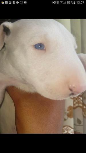 Bullterrier Hembra