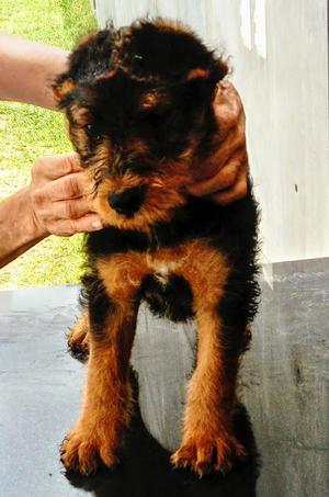 CACHORRO AIREDALE TERRIER de 2 meses