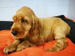 COCKER SPANIEL MACHO HENBRA BIEN OREJONAS