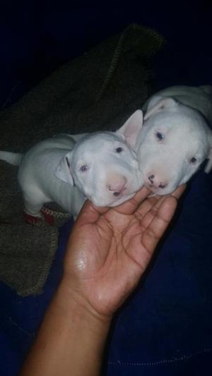 Cachorra Bullterrier