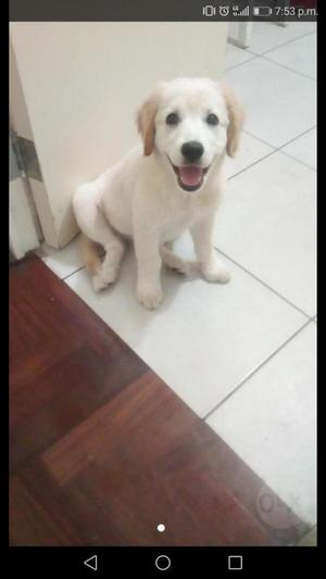 Cachorra Labrador con Golden