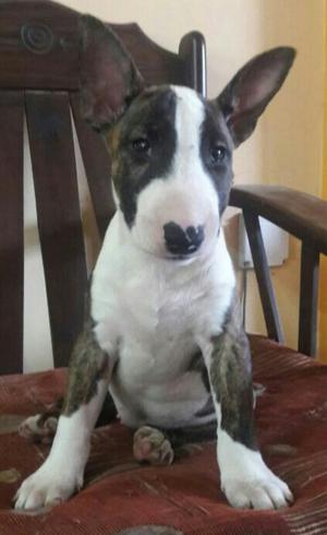 Cachorro Bull Terrier