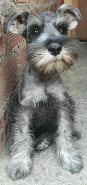 Cachorro schnauzer 