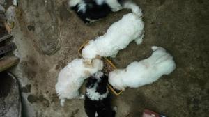 Cachorros