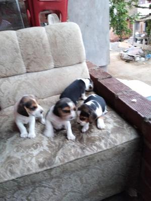 Cachorros Beagles