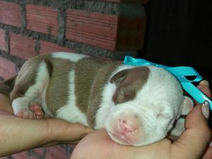 Cachorros Pitbull