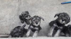 Cachorros Schnauzer Toy