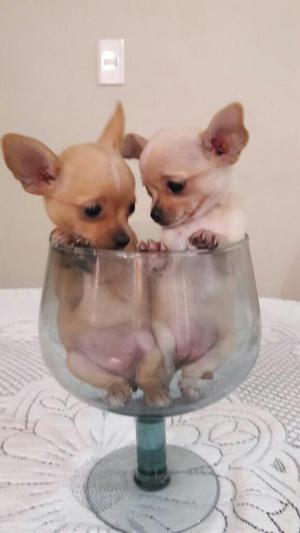 Chihuahua Hembras Super Toy Tea Cup Lind