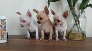 Chihuahua Lindos Cachorritos Super Toy